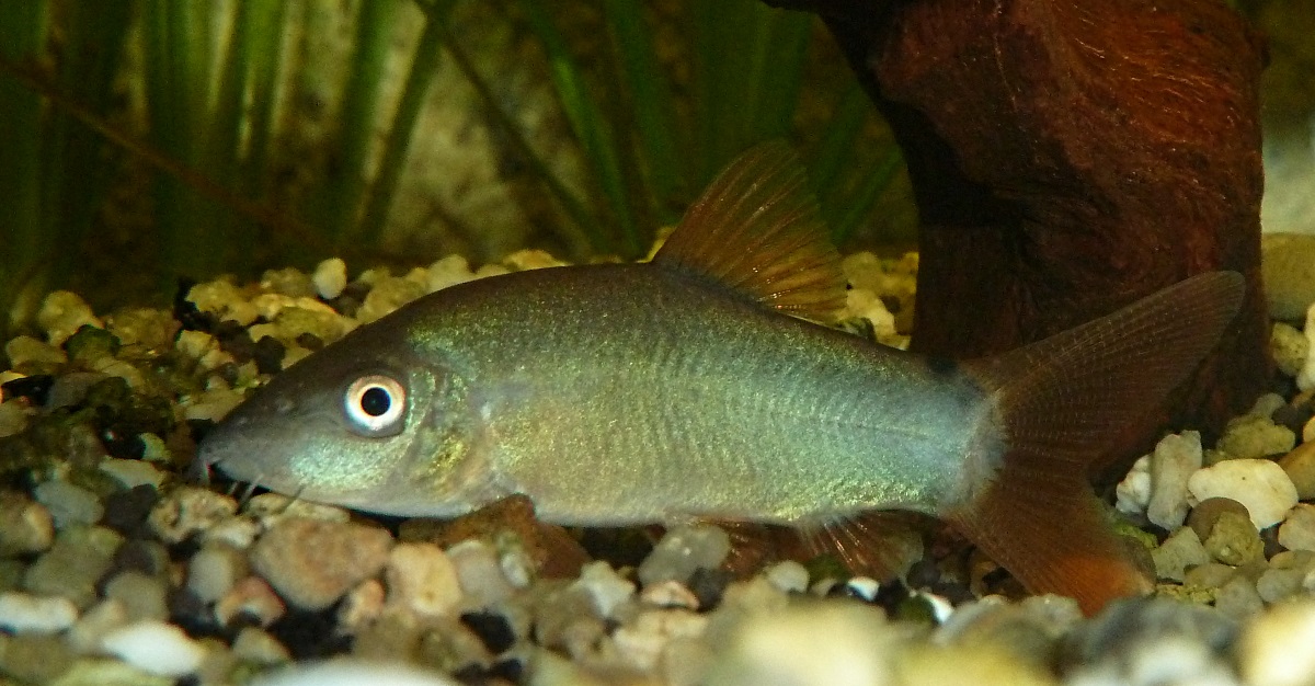 Gr�ne Rotflossenschmerle